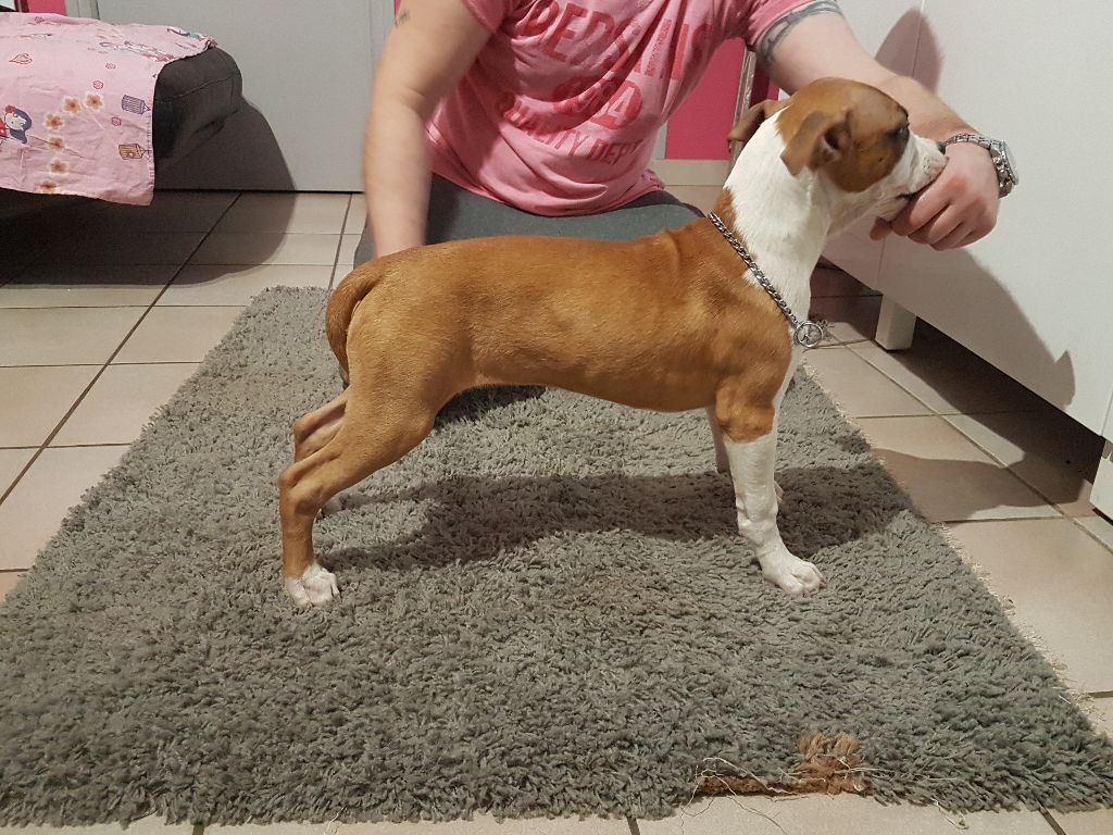 Nessy Lonycas Amstaff Angel