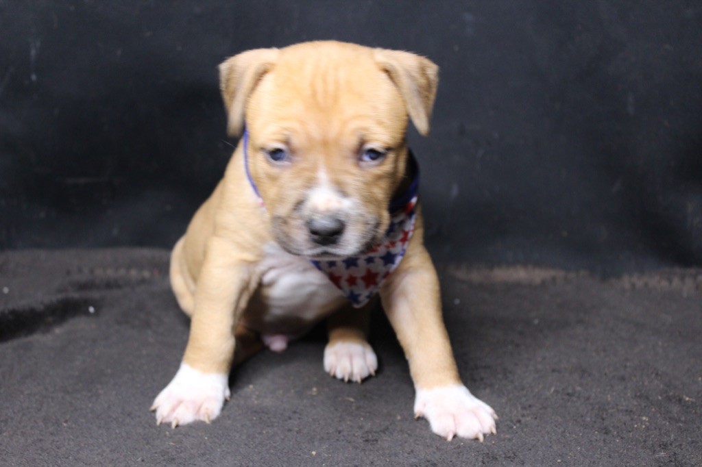 Lonycas Amstaff Angel - American Staffordshire Terrier - Portée née le 17/09/2021