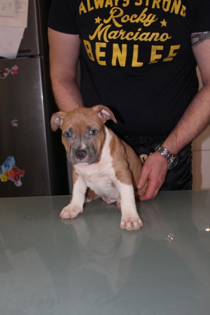Lonycas Amstaff Angel - American Staffordshire Terrier - Portée née le 02/01/2019